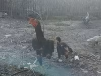 Chickens — fotografija 2