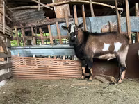 بز نر, Alpine goat — عکس 1
