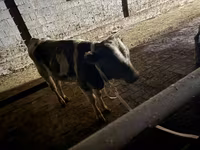 Bou, Latvian Blue cattle — foto 5