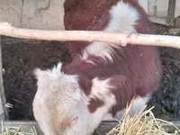 Bovine (lot, sex nespecificat), Hereford — foto 1