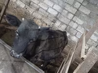 Vacă, Bovine — foto 3