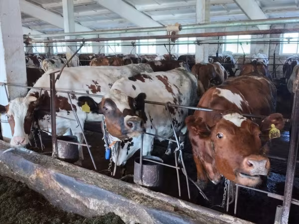 Cow, Ayrshire — Russia