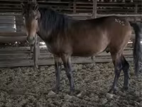Faras, Kazakh horse — sawirka 1