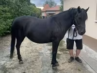 ม้าตัวเมีย, Hucul pony — รูปภาพ 5