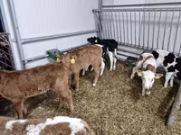 Toro, Simmental cattle — foto 2