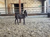 بز ماده, Kamori goats — عکس 5