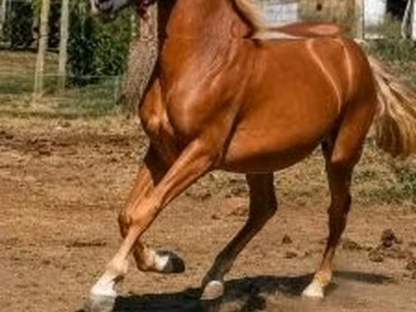 Horse (M), Haflinger — Hungary