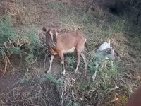 Kambing betina, Goats — foto 2