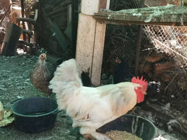 Chickens