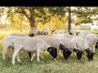 Bélier, Dorper sheep — photo 5