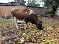 Mucca, Simmental cattle — foto 2