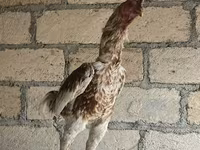 Chickens — foto 3