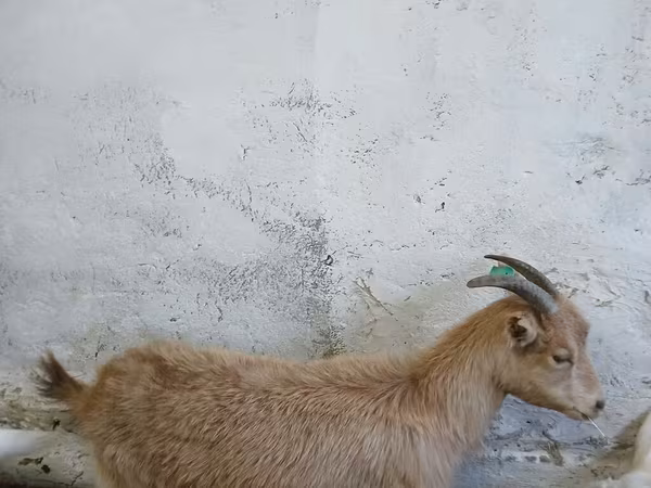 Ямаа, Saanen goat