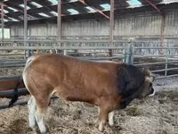 سانڈ, Partenaise cattle — تصویر 4