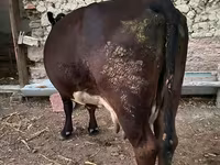 Lembu betina, Alatau breed — foto 2