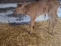 Lembu jantan, Cattle — foto 1