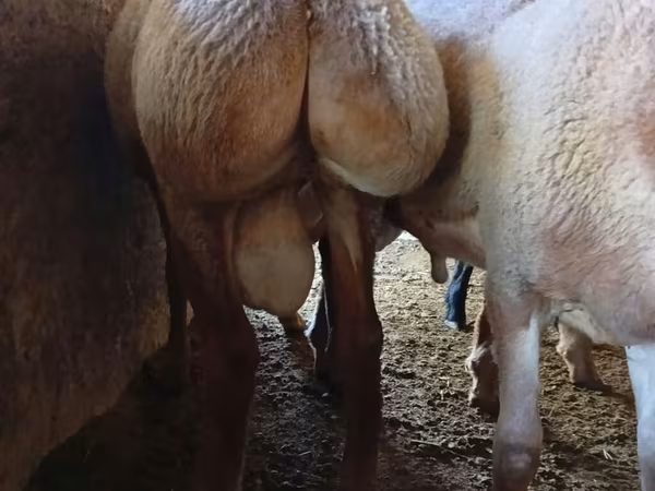 Vædder, Arashan sheep