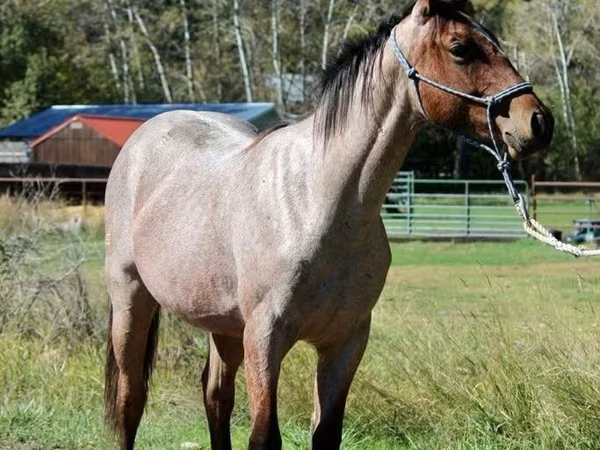 Cheval, Quarter Horse