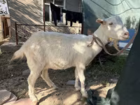 Ged, Russian White goat — foto 4
