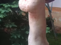 Får (parti, køn ikke angivet), Får — foto 5