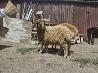 Pecora, Pecore — foto 3