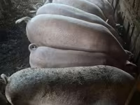 Babi hutan, Pigs — foto 5