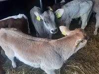 گاو نر, Simmental cattle — عکس 3
