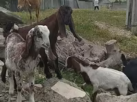 بز نر, Nubian Goat — عکس 2