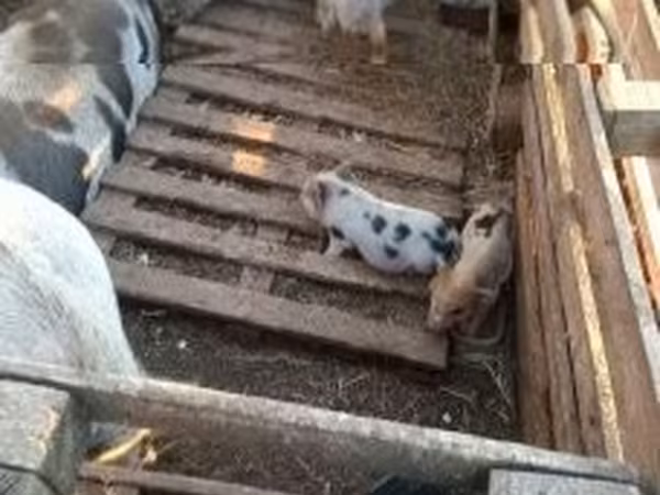 Boar,  — Hungary