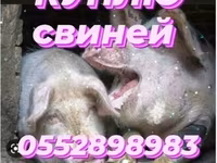Babi betina, Pigs — foto 4