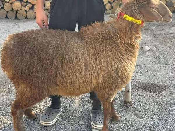میش, Arashan sheep