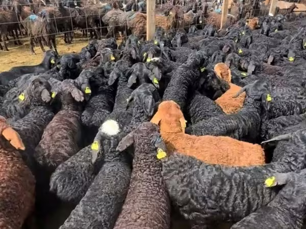 كبش, الأغنام