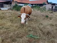 İnek, Simmental cattle — foto 4