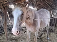 Hingst, Kazakh horse — foto 4