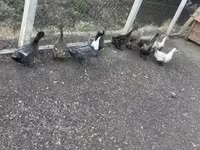 Ducks — fotografija 3