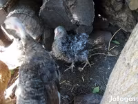 Chickens — foto 1