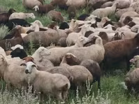 Ido, Sheep — sawirka 7