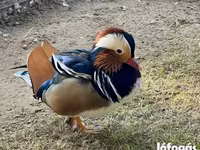 Ducks — foto 1