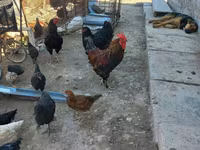 Chickens — foto 6
