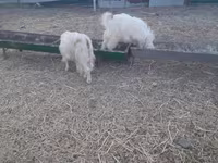 Capra, Alpine goat — foto 2