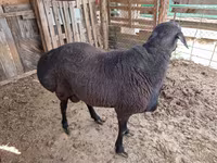 Beran, Hissar sheep — foto 2