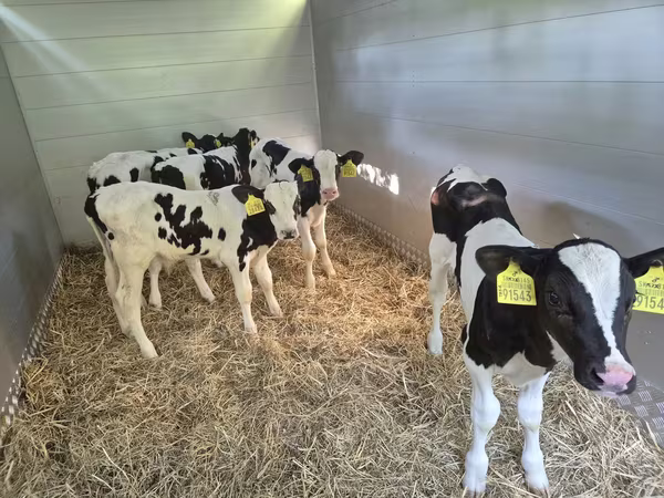 ወንድ በሬ, Russian Black pied cattle