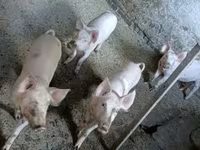 หมูป่าตัวผู้, Крупная белая — รูปภาพ 6