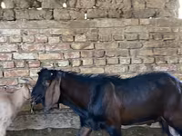 بز نر, Beetal goats — عکس 2