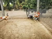 Chickens — foto 2