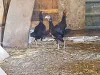 Chickens — fotografija 4