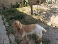 Koza, Beetal goats — fotografija 3