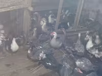 домашна мускусна патица — снимка 2