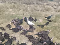 Turkeys — รูปภาพ 1