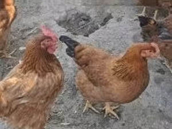 ไก่เดนมาร์ก